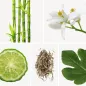 Preview: Duftnoten: Bambus, Neroli, Bergamotte, weißer Tee, Feigenblatt Preview: Duftnoten: Bambus, Neroli, Bergamotte, weißer Tee, Feigenblatt